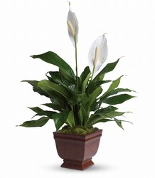 Teleflora's Lovely One Spathiphyllum Plant from Weidig's Floral in Chardon, OH